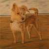 Dog portrait: Oil on Canvas, 40x40cm Sold